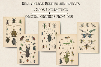Real Vintage Beetles and Insects Cards