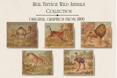 Vintage Animals Cards, Lion, Giraffe