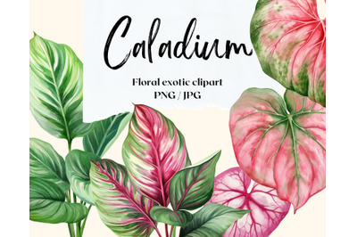 Caladium. Tropical leaves patterns and elements. Floral exotic clipart