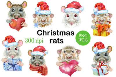 Christmas rats