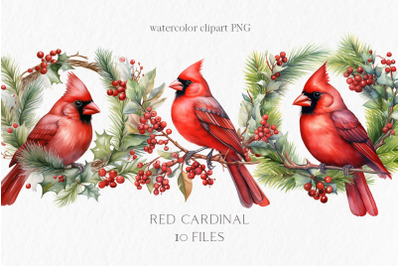 Red cardinal bird clipart PNG