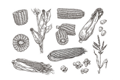 Hand drawn sweet corn. Maize plant engraving, corn cobs and sketch pop