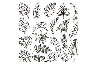 Doodle tropical outline leaves, leaf exotic line contour isolated set.