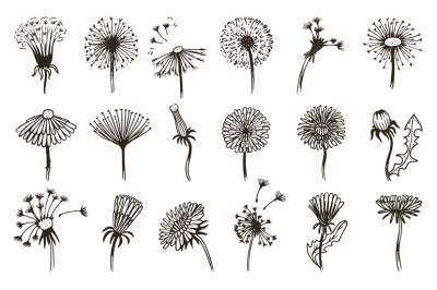 Flowers dandelion sketch&2C; vintage doodle dandelions seeds fly. Hand dr