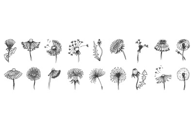 Hand drawn dandelions vintage doodle graphic elements. Isolated dandel