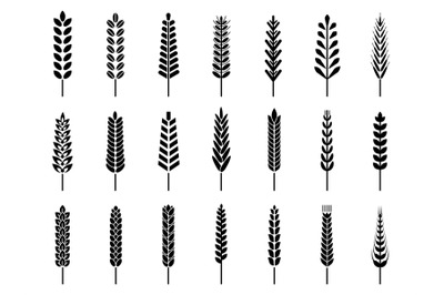 Isolated black wheat silhouettes icons. Barley rye ears, cereal agricu