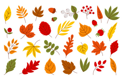 Flat autumn leaves, harvest seasonal leaf. Isolated foliage and berrie