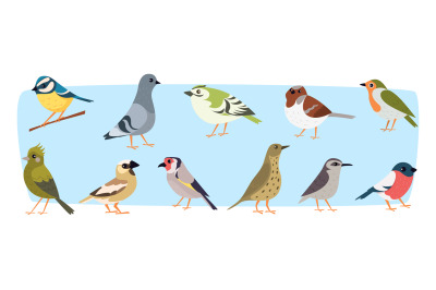 Cartoon birds. Flying sparrow pigeons and other wild birds exact vecto