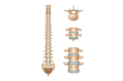 Spine. Realistic medical illustrations of spinal segments vertebra ana