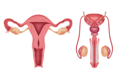 Reproductive system. Human male and female organs vagina penis biology