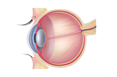 Realistic eye anatomy. Medical detailed illustration of eye layer stru