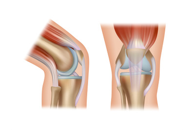 Knee anatomy. Realistic medical placard with side views of human healt