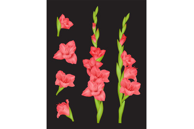 Gladiolus. Beautiful flowers colourful red buds decent vector realisti