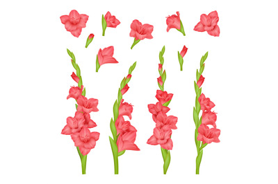 Realistic gladiolus. Colourful buds of beautiful flowers decent vector