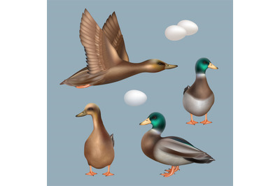 Ducks. Wild birds flying ducks decent vector realistic template