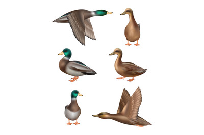 Ducks. Flying birds in wild nature decent vector realistic illustratio