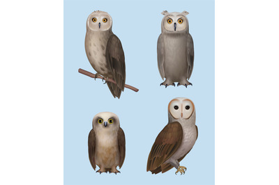 Owl. Realistic wild flying birds wisdom owls different breeds decent v