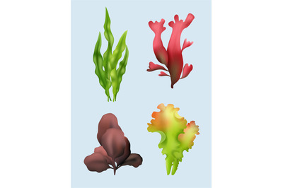 Seaweed. Realistic underwater plants spirulina decent vector seaweed c