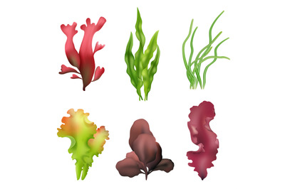 Realistic seaweed. Spirulina underwater live leaves of seaweed colored