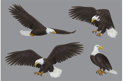 Eagle. Wild freedom aggresive bird decent vector prey eagles realistic