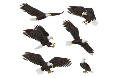 Eagles. Prey birds freedom symbols decent vector realistic flying eagl