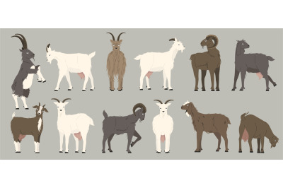 Goats collection. Cartoon black nanny goats, cartoon alpine herd of da