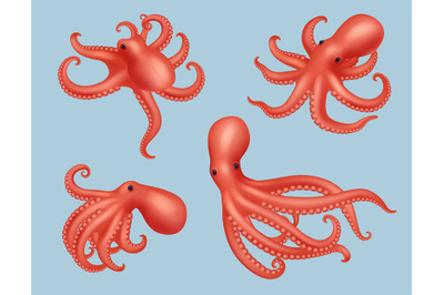 Octopus. Realistic marine creature animal squid aquatic decent vector