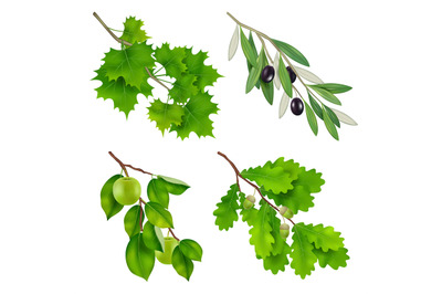 Green branches. Realistic plants branches with leaves decent vector te