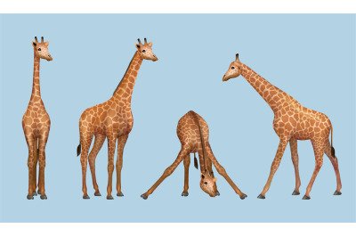Giraffe. African savana realistic animals giraffe in various poses dec