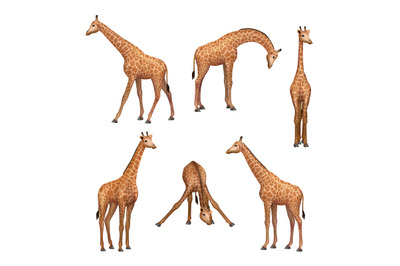 Giraffe. Wild african animals standing giraffe decent vector realistic