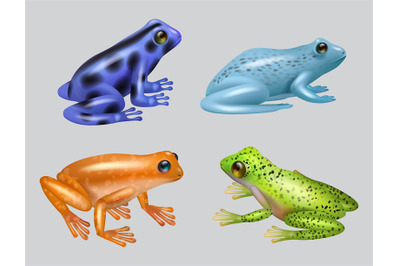 Frogs. Animal set of wild nature amphibian breeds decent vector realis