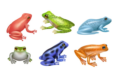 Frogs realistic. Wild amphibian set of frogs decent vector illustratio