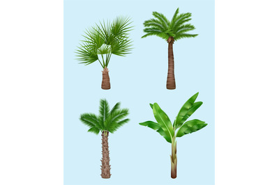 Palm tree. Realistic templates of green leaves of tropical exotic palm