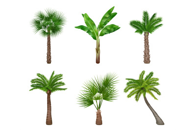 Palm tree realistic. Exotically trees collection decent vector picture