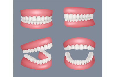 Human jaw. Realistic set of human teeth anatomy closed and open mouth