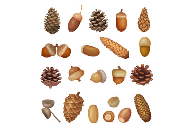 Brown acorns. Cartoon illustrations of fir cones recent vector cartoon