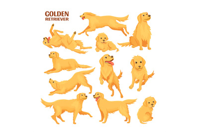 Golden retriever. Funny labrador baby pet, cute labradors sitting jump