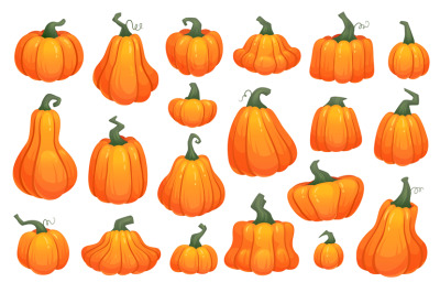 Cartoon crop squash. Pumpkin gourd fresh organic vegetable, orange aut