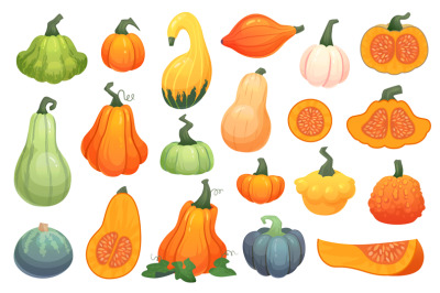 Autumn squashes crop. Farm organic veggies, cartoon pumpkin compositio