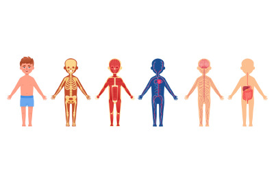 Child body system. Human skeletal children anatomy, cartoon skeleton n