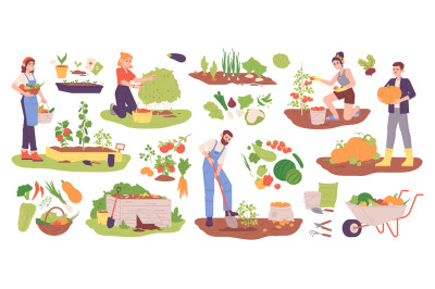 Picking planted vegetables. Woman and man farming vegetable or fruit p