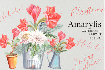 Red Amarylis clipart