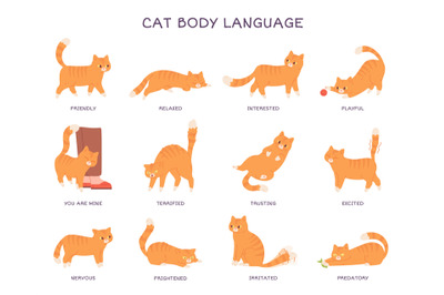 Cats language. Cat body expression feeling&2C; behavior pet tail action a