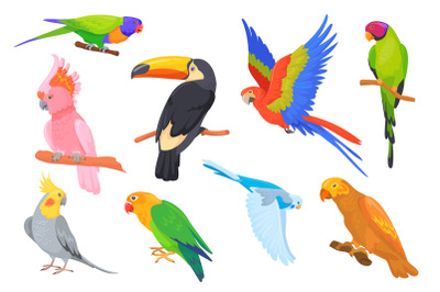 Exotic pretty parrots. Cartoon parrot of tropical brazil amazon jungle