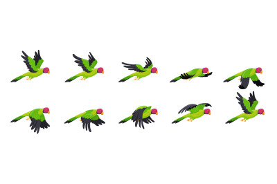 Parrot animation. Animated parrots flight, flying bird loop sequence s