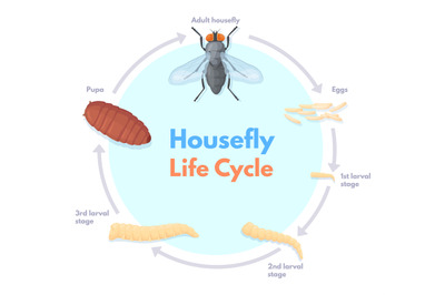 Housefly life cycle. Vinegar houseflies eggs transform to pupa and fly