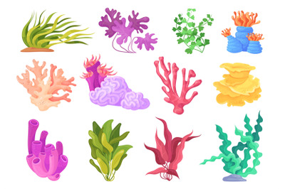 Cartoon algae plants. Beautiful seaweed and coral, kelp plant painting