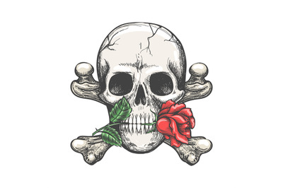 Skull crossbones rose