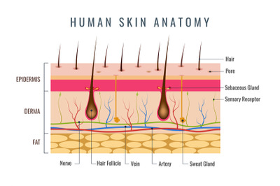 Layered epidermis&2C; human skin anatomy