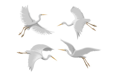 Flying heron birds